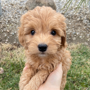 Goldendoodle Puppy Jenna