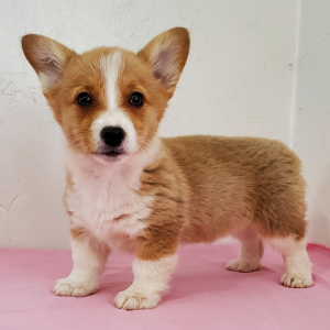 Pembroke Welsh Corgi Puppy Macy
