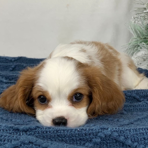 Cavalier King Charles Spaniel Puppy Kylan