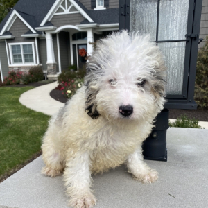 Bernedoodle Puppy Winter