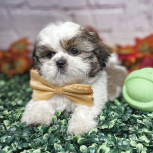 Shih Tzu Puppy Jeremy