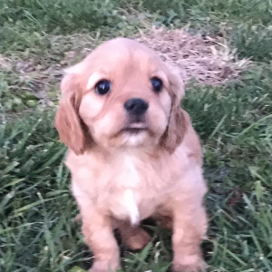 Cavapoo Puppy Mitzi