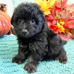 Pomapoo Puppy Rudy