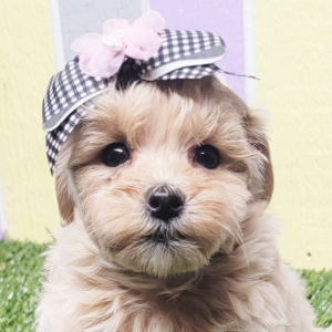 Maltipoo Puppy Piper