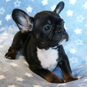 French Bulldog Puppy Buster
