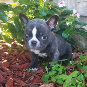 French Bulldog Puppy Vangie