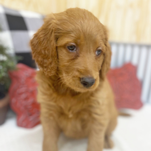 Goldendoodle Puppy Daisy