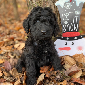 Labradoodle Puppy Paisley