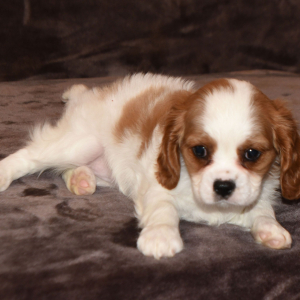 Cavalier King Charles Spaniel Puppy Eden