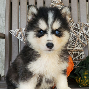 Pomsky Puppy Dash