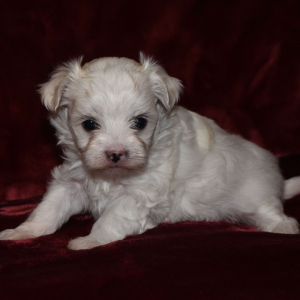 Maltipoo Puppy Taffy