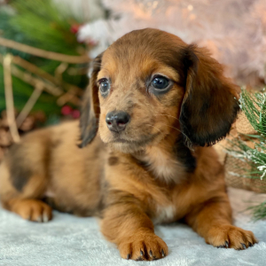 Dachshund Puppy Kim