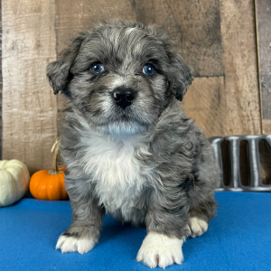 Bernedoodle Puppy Bree