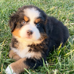 Bernese Mountain Dog Puppy Elsie