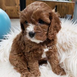 Cavapoo Puppy Bear