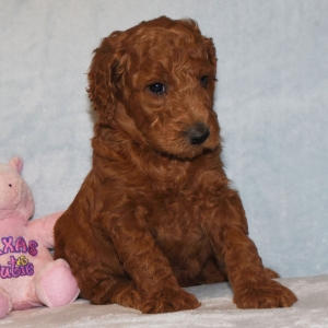 Poodle Puppy Elisa