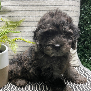 Cockapoo Puppy Charlie