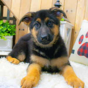 German Shepherd Dog Puppy Kimber
