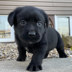 Labrador Retriever Puppy Kisha