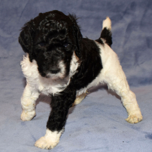 Poodle Puppy Scotty