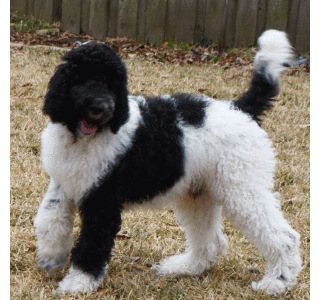 Poodle Puppy Scotty