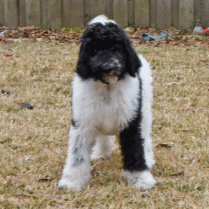 Poodle Puppy Scotty