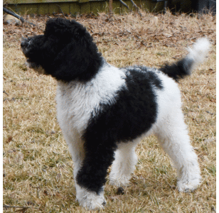 Poodle Puppy Scotty