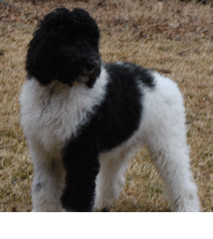 Poodle Puppy Scotty
