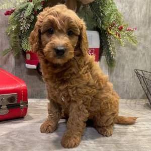 Goldendoodle Puppy Maria