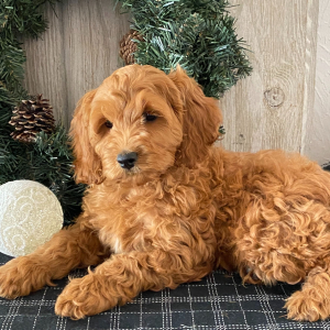 Cockapoo Puppy Sadie