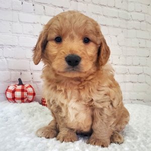 Goldendoodle Puppy Marshall