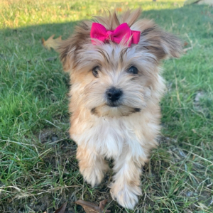 Morkie Puppy Kiki