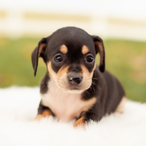 Chiweenie Puppy Feebs
