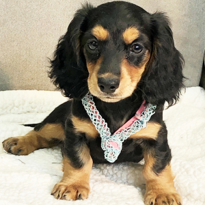 Dachshund Puppy Brazil