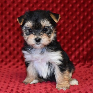 Morkie Puppy Pippa