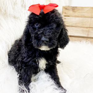 Springerdoodle Puppy Dolly