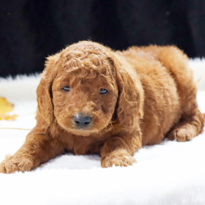 Goldendoodle Puppy Wyatt