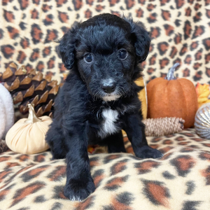 Aussiedoodle Puppy Raven