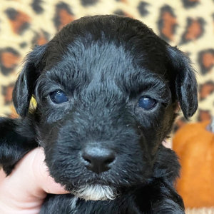 Yorkiepoo Puppy Remy