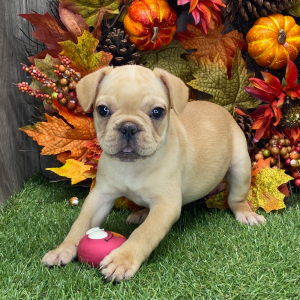 French Bulldog Puppy Bailey