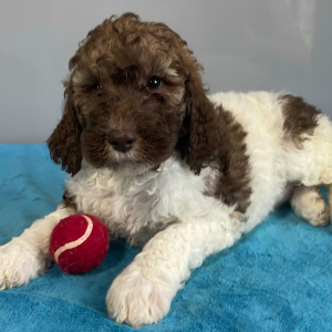 Poodle Puppy Whitney