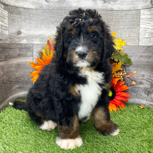 Bernedoodle Puppy Lukas