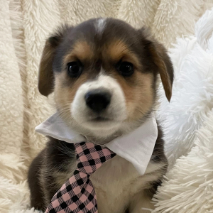 Pembroke Welsh Corgi Puppy Lolli