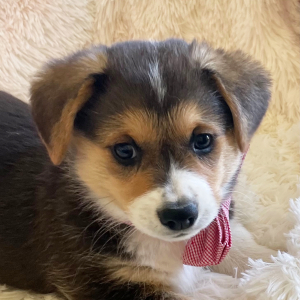 Pembroke Welsh Corgi Puppy Lolli