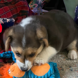 Pembroke Welsh Corgi Puppy Lolli