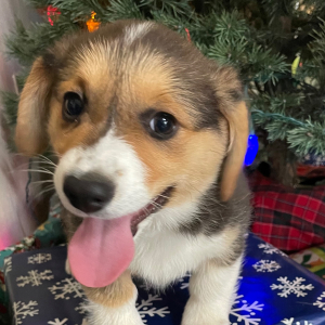 Pembroke Welsh Corgi Puppy Lolli