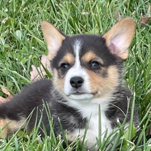 Pembroke Welsh Corgi Puppy Kit