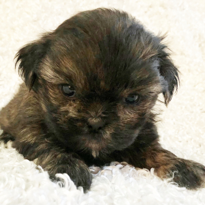 Mi-Ki Puppy Jack