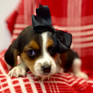 Beagle Puppy Jaylynn