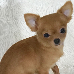Chihuahua Puppy Mr Teddy